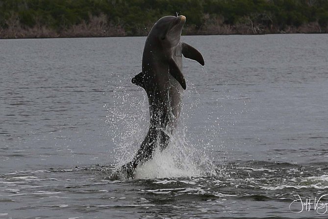 Two-Hour Everglades National Park Dolphin, Birding and Wildlife Boat Tour - Wildlife Spotting Opportunities