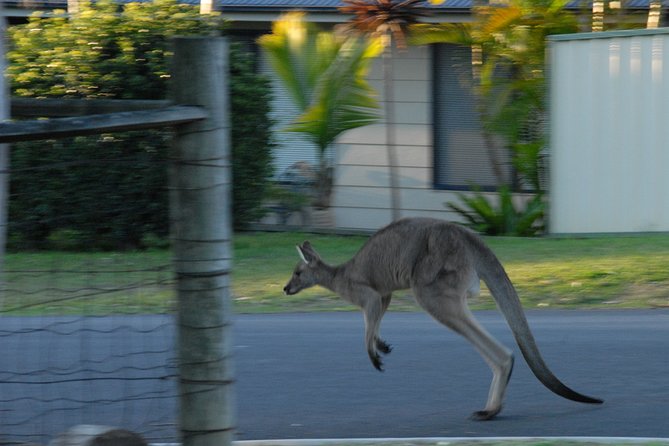 Urban Kangaroos