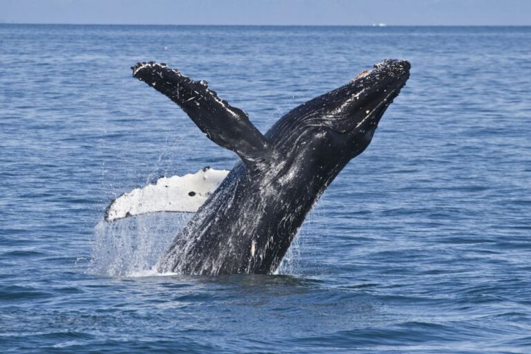 Valdez: 6-Hour Columbia Glacier Cruise