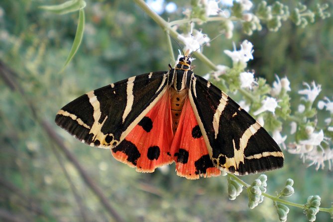 Valley of the Butterflies and Bee Museum Trip With Tastings  - Rhodes - Booking Details