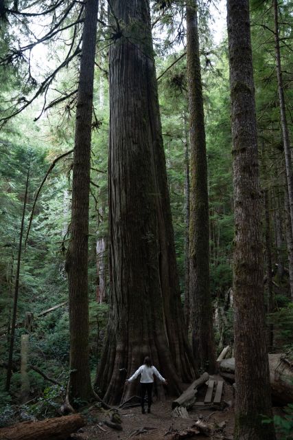 Victoria or Nanaimo; West Coast Big Tree Coastal Adventure