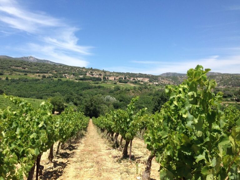 Vineyards and Village of the Languedoc