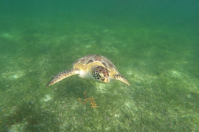 VIP Tulum & Turtles Private Tour