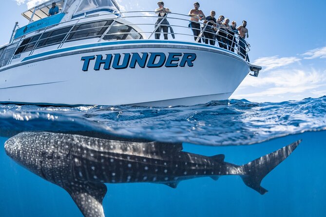 Whale Shark Safari - Tour Overview and Highlights