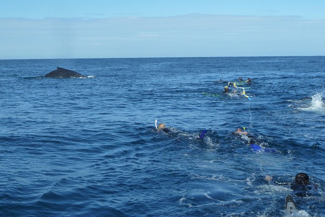 Whale Watching and Swim With Whales Cruise From Mooloolaba - What to Expect on Board