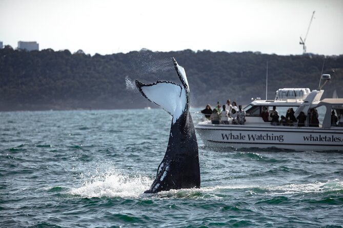 Whale Watching Boat Trip in Sydney - Planning Your Whale Watching Trip