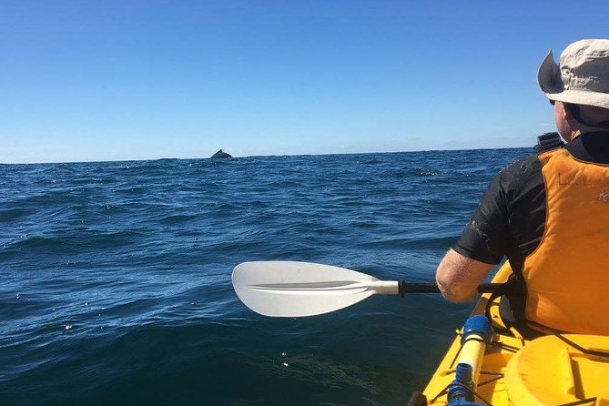 Whale Watching by Sea Kayak in Batemans Bay - Tour Highlights and Inclusions