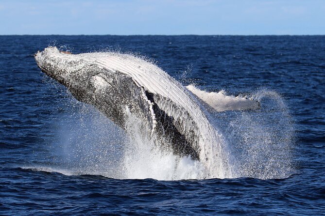 Whale Watching Cruise in New South Wales - Cruise Details and Schedule