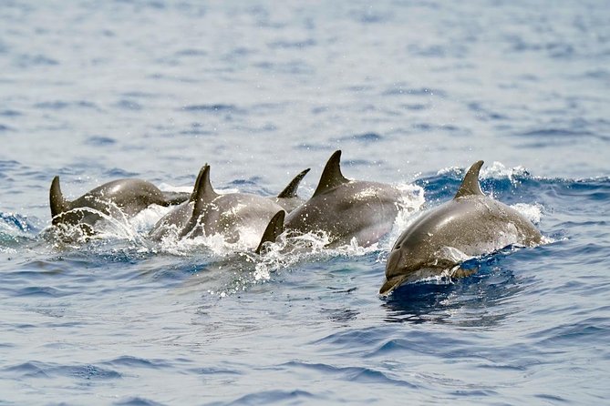 Whale Watching Eco-Adventure From Costa Adeje