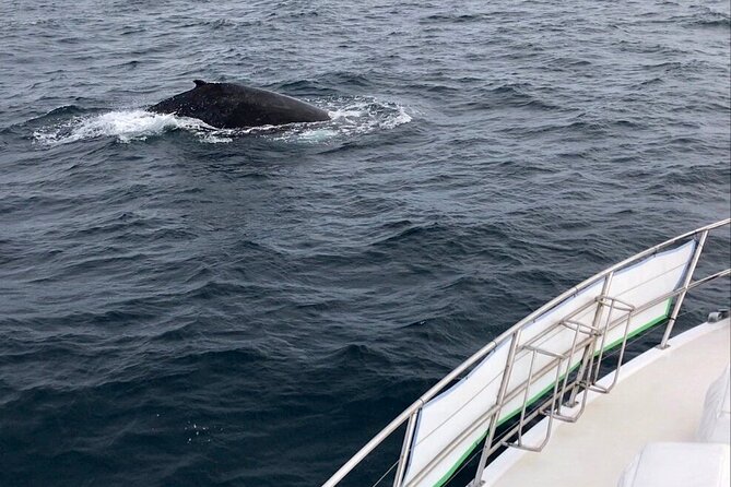 Whale Watching From Augusta in Western Australia - What to Expect on Board