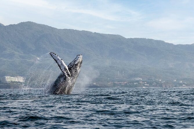 Whale Watching Guaranteed Experience in Puerto Vallarta