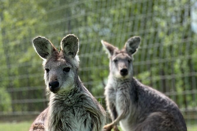 Wings Wildlife Park and Scenic Tour