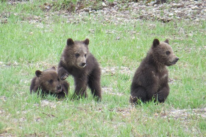 Yellowstone National Park – Full-Day Lower Loop Tour From West Yellowstone