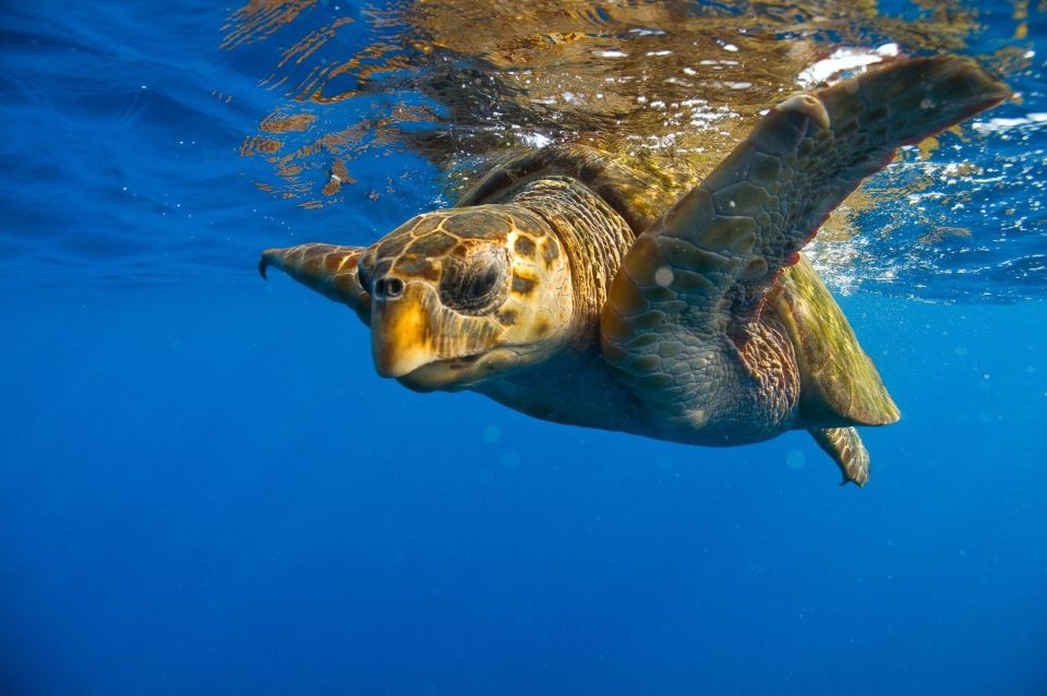 Zakynthos: Turtle Island Cruise With Swimming Stop - Tour Details and Highlights