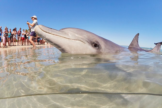 7-Day Exmouth Explorer via Pinnacles Monkey Mia Ningaloo Reef Returning to Perth - Itinerary and Accommodation