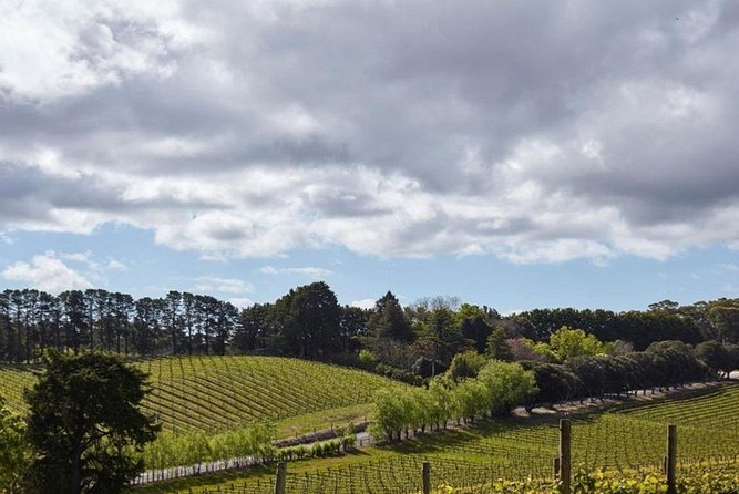 Adelaide Hills Full Day Winery Tour With Tastings - Wine Tastings and Vineyard Experiences