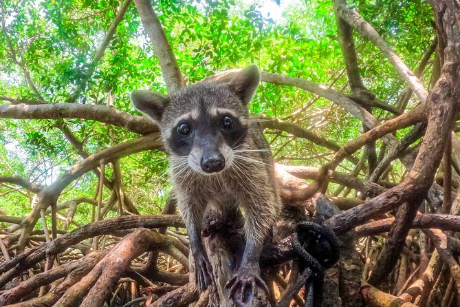 Adventure Full Day Isla Barú Mangroves Snorkel Bioluminescent Plankton - Refund and Cancellation Policy