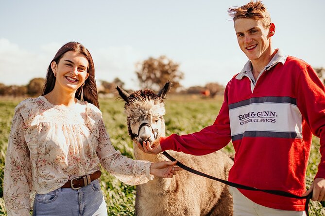 Alpaca Meet and Greet Experience in Tomingley - What to Expect in Tomingley