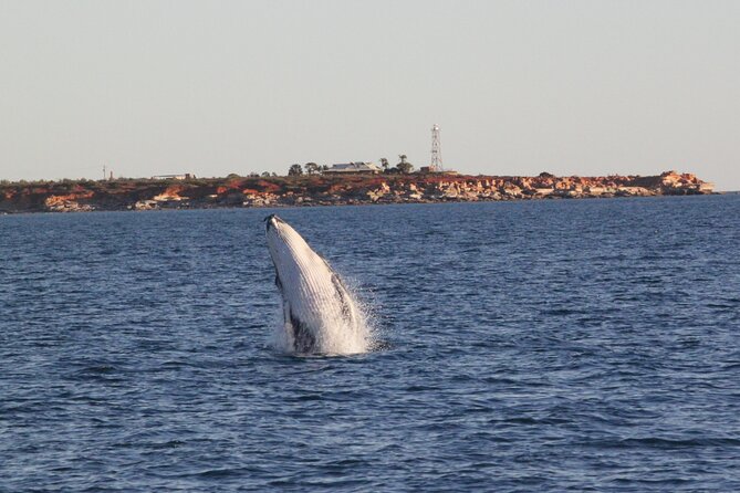 AOC Whale Watching From Broome - Marine Life in Broome Waters