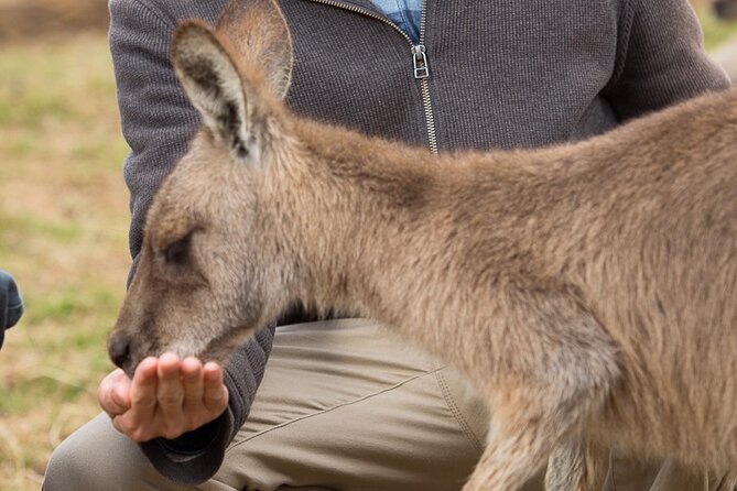 Bonorong Wildlife Park and Richmond Afternoon Tour From Hobart - Exploring Quaint Richmond Town