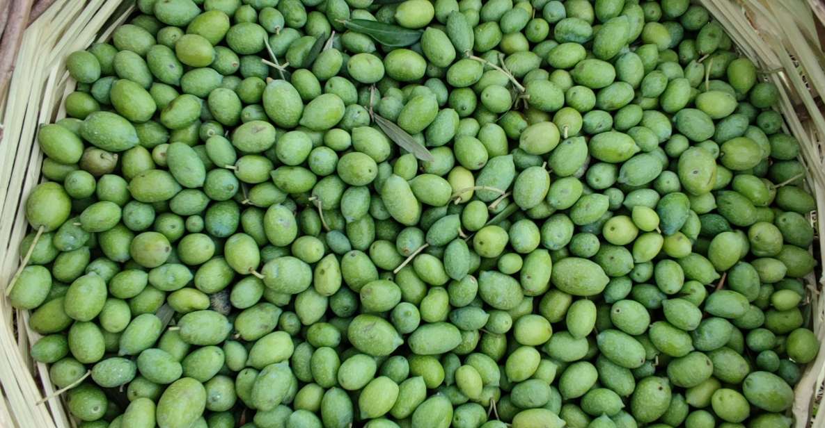 Chania: Full Moon Olive Harvest - Activity Highlights