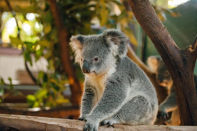 Cleland Wildlife Park Experience - From Adelaide Including Mt Lofty Summit - Meeting the Native Australian Animals