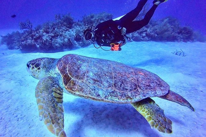 Costa Maya Two-Tank Dive For Certified Divers - Meeting Point and Logistics