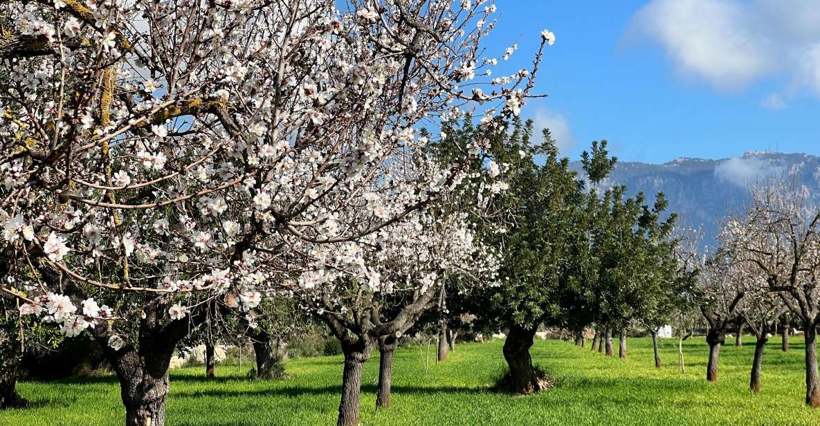 Embrace the Enchantment of Mallorcas Almond Blossom Season - Itinerary