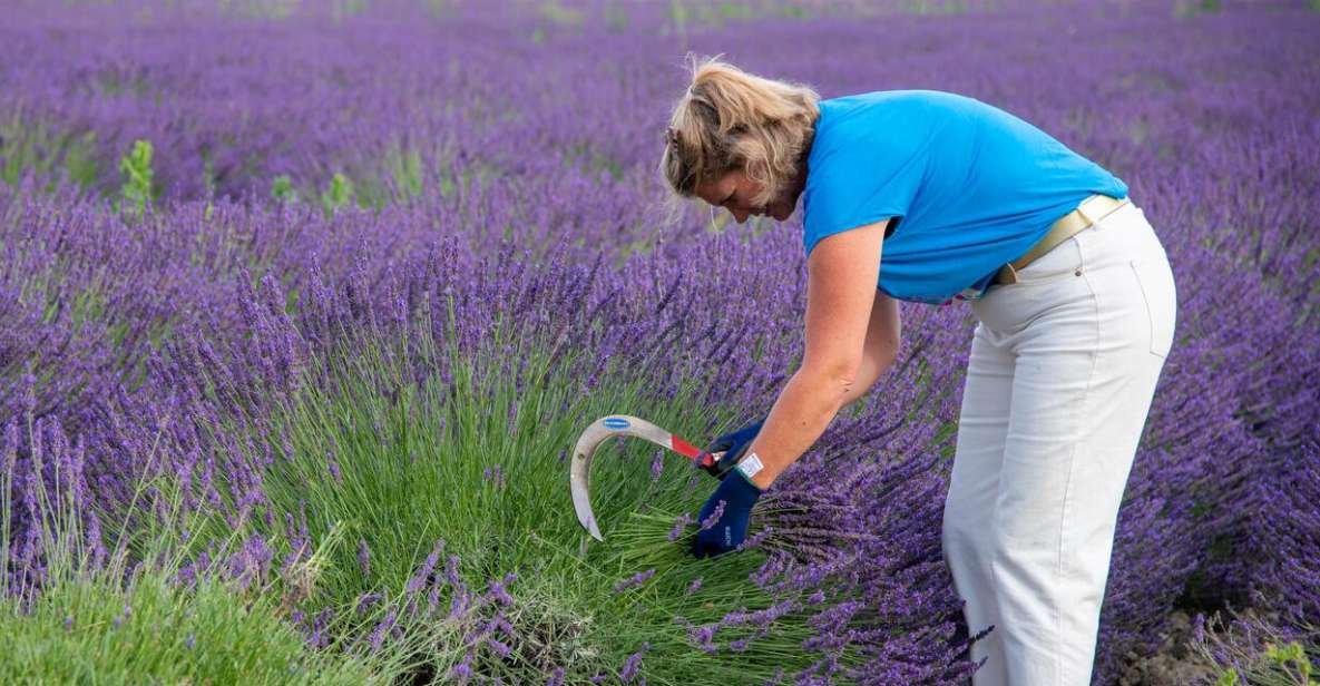 Flowers Picking and Essential Oil Distillation Workshop - Experience the Art of Distillation