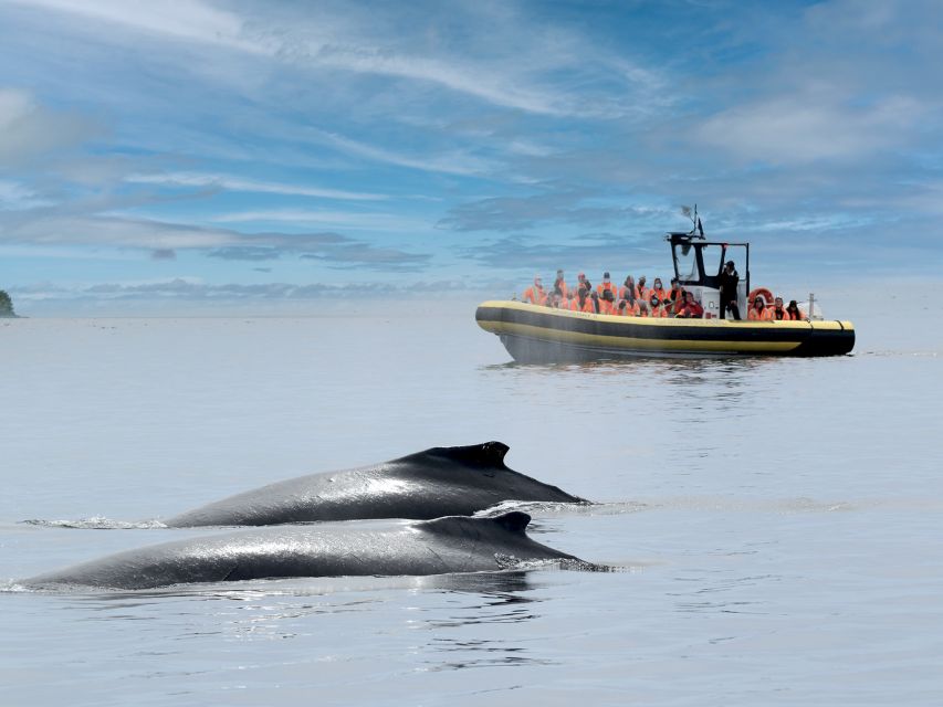 From Quebec City: Whale Watching Excursion Full-Day Trip - Inclusions and Logistics