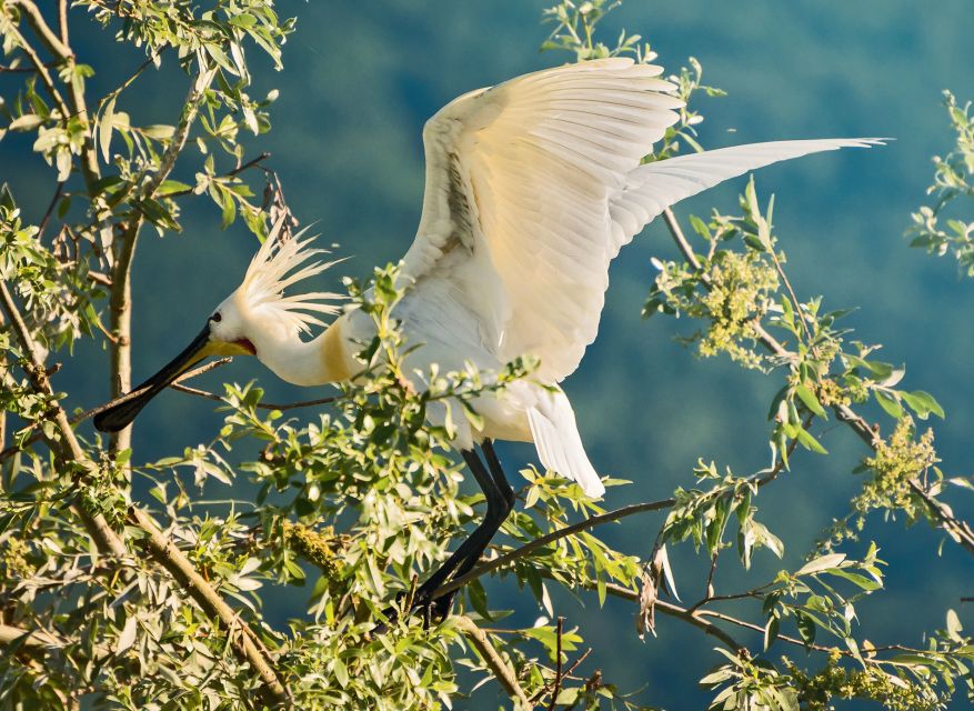 From Thessaloniki: Private Day Trip to Kerkini Lake - Activity Description