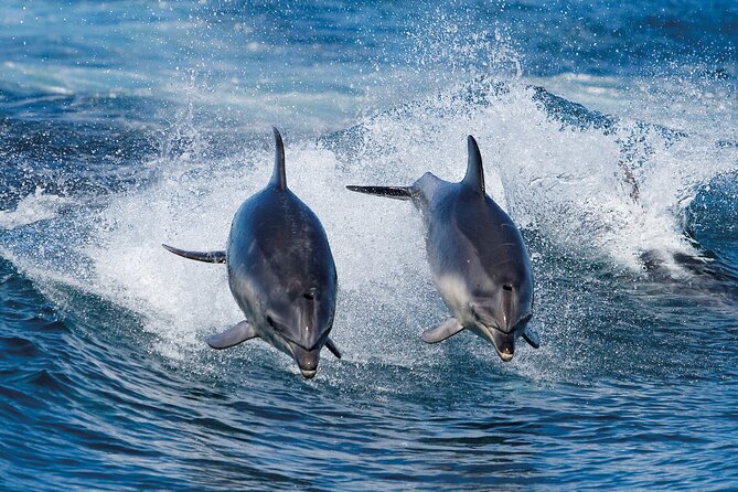 Full-Day Bruny Island Cruises Day Tour From Hobart - Scenic Drive and Ferry Ride