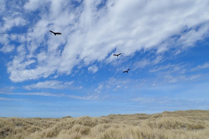 Half-Day Small-Group Penguin-Watching Tour, Falkland Islands - Meeting and Pickup Details