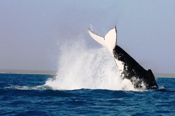 Half-Day Whale Watching Sunset Cruise From Broome - What to Expect Onboard