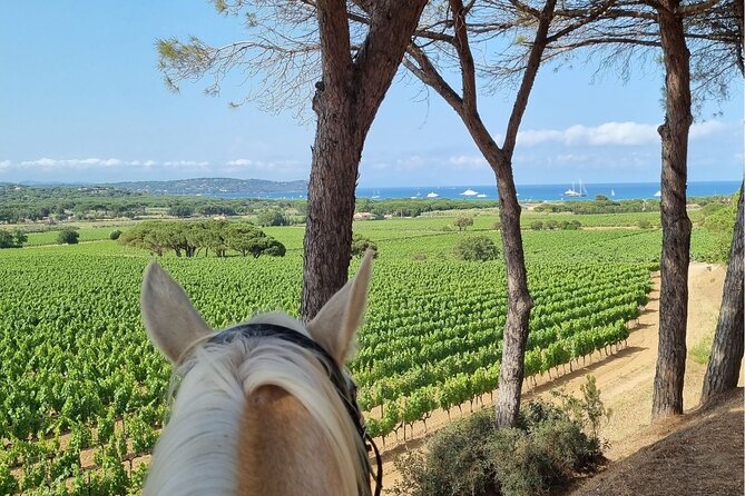 Horse Riding in the Vineyards of Ramatuelle Wine Tasting - Booking Information