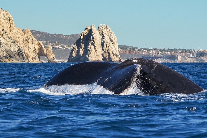Humpback Whale Watching in Cabo San Lucas - Traveler Experience