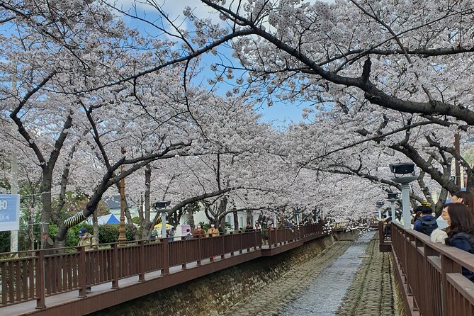 Jinhae Cherry Blossom Festival Tour - Tour Inclusions and Exclusions