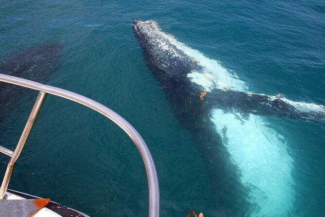 Kalbarri Whale Watching Tour Guided - Whale Watching Experience
