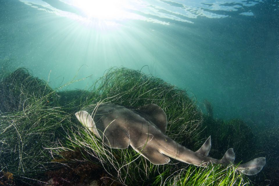 La Jolla: 2.5-Hour Kayak and Snorkel Tour - Inclusions and Amenities