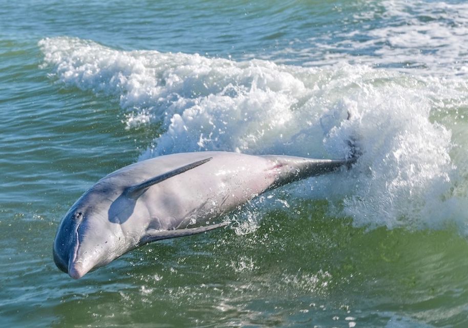 Marco Island: Boat Tour to Cape Romano and 10,000 Islands - Experience Highlights and Full Description