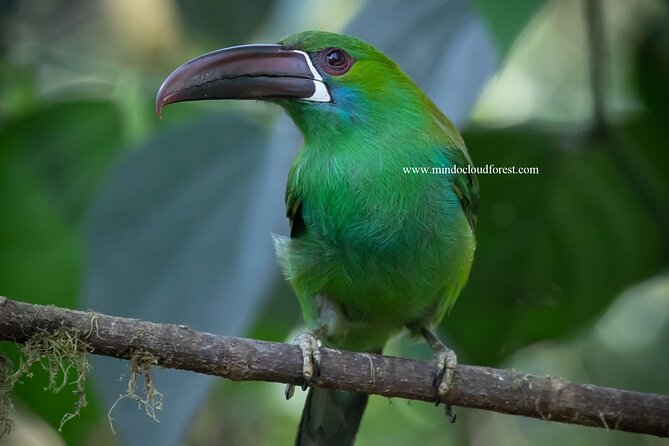 Mindo Cloud Forest Private Customized Nature and Culture Tour  - Quito - Traveler Testimonials