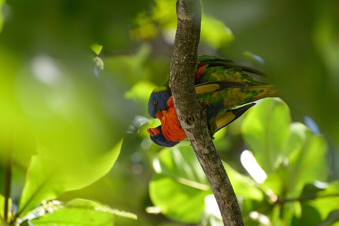 Minyon Falls: Explore the Rainforest - Rainforest Hike Essentials