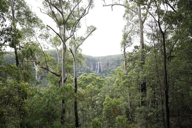 Minyon Falls Full-Day Walking Tour - What to Expect on the Tour