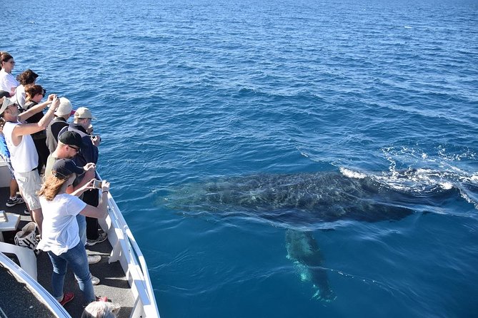 Mooloolaba Whale Watching Cruise - What to Expect Onboard