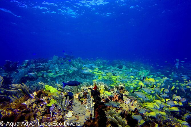 MUSA Museum and Colorful Reef 2 Tank Dive-Certified Divers - Dive Sites Overview