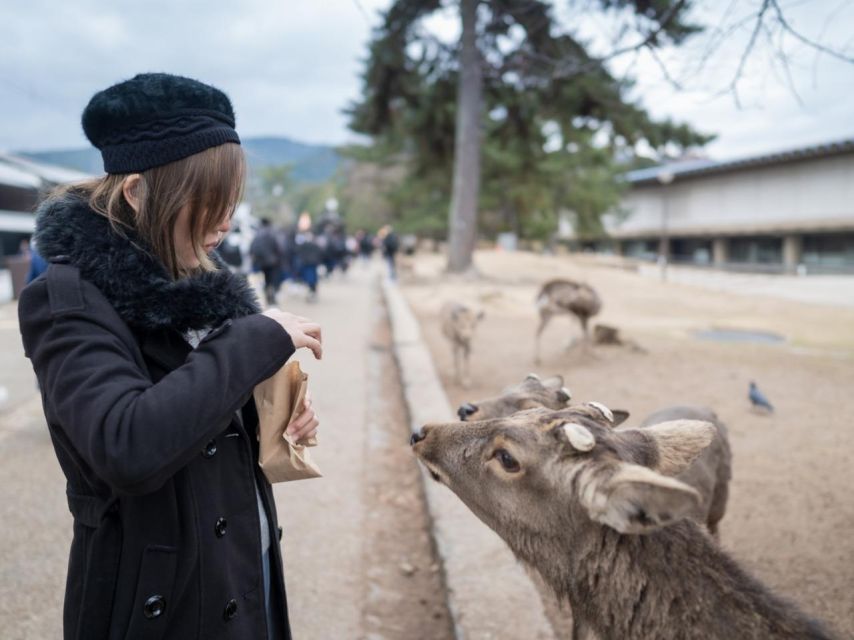 Nara's Historical Wonders: A Journey Through Time and Nature - Encounter Naras Friendly Deer