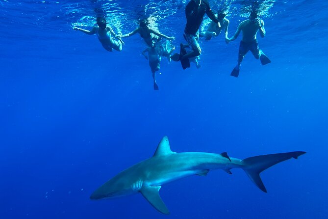 Oahu: Haleiwa Swimming With Sharks Cage-Free Experience - Swimming With Sharks Details