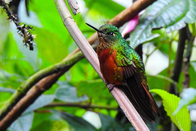 Papallacta Hot Spring, Guango Birdwatching Reserve Private Tour - Guide Experience