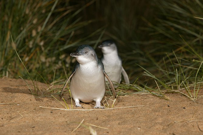 Phillip Island Day Trip From Melbourne With Penguin Plus Viewing Platform - Tour Highlights and Inclusions