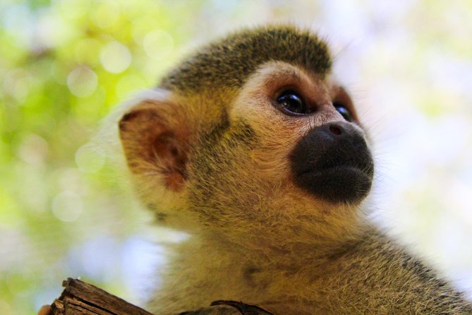 Quintana Roo Akumal Monkey Sanctuary Admission  - Playa Del Carmen - Visitor Experiences
